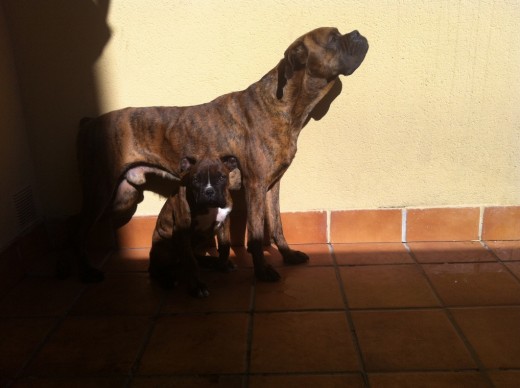 yako y nera en el patio